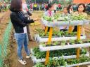 Stem về nông nghiệp thiết kế vườn rau tiết kiệm không gian của lớp 7c.jpg - 